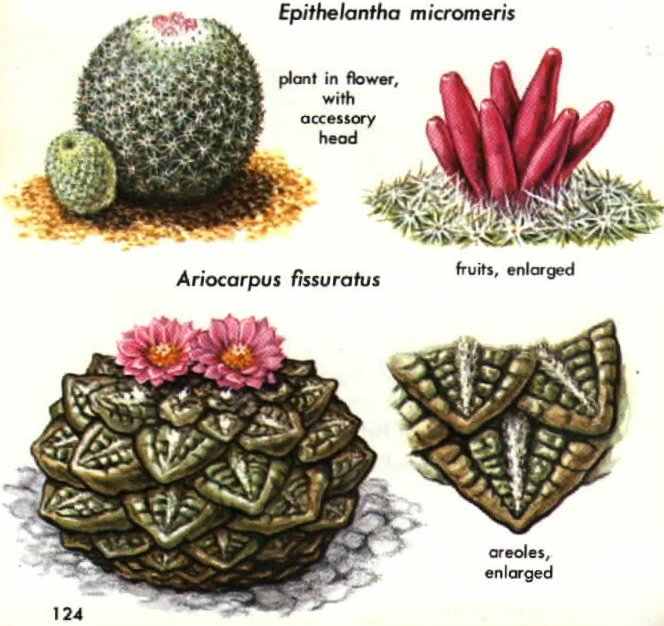 آریوکارپوس فیساراتوس